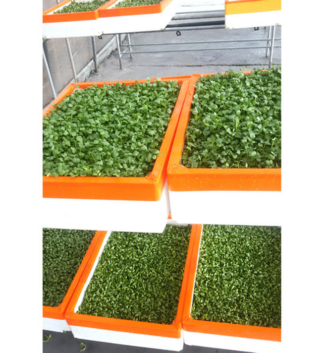 芽苗菜生產及培訓11