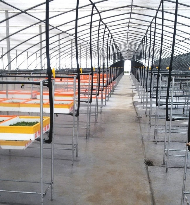 芽苗菜生長(zhǎng)必須的條件有哪些？